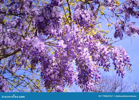 Beautiful Hanging Violet Flowers of Fragrant Acacia Tree Stock Image ...