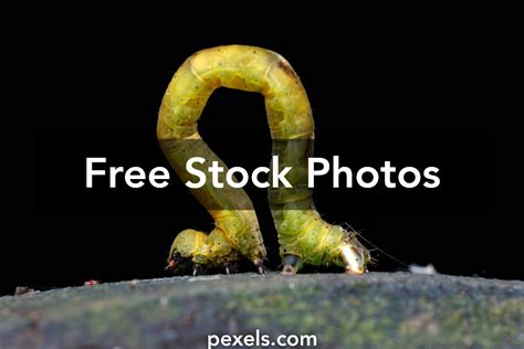 Image result for Free Loop Animation