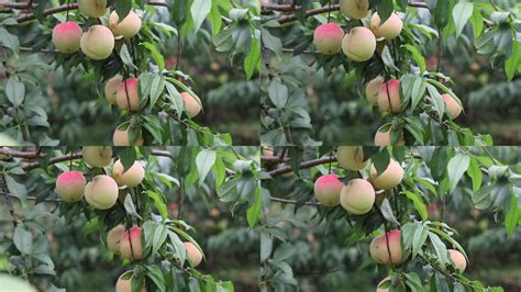 2023万亩桃园游玩攻略,摘一个纯天然生长的桃子,打一...【去哪儿攻略】