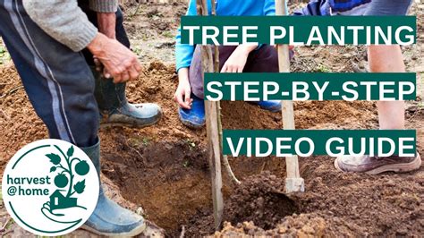 Image result for Tree-Planting Steps