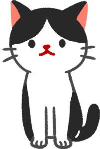黑白色猫咪有哪些类型？为什么没有上白下黑的猫咪？ | 大王猫-专注于猫咪和狗狗的宠物网站