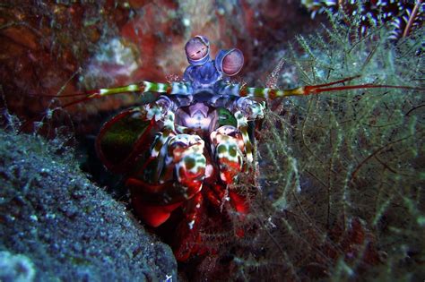 Mantis Shrimp - The Australian Museum