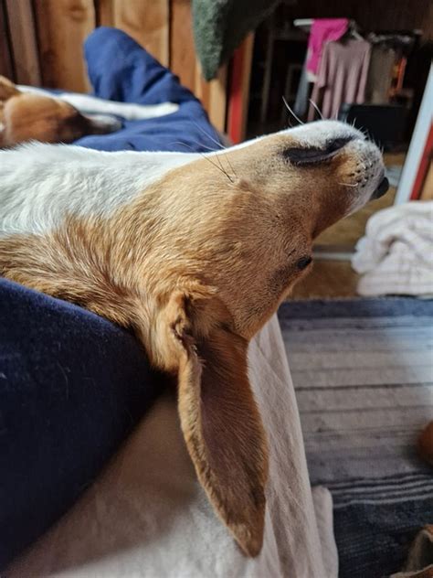 Image result for Good Morning Cockapoo