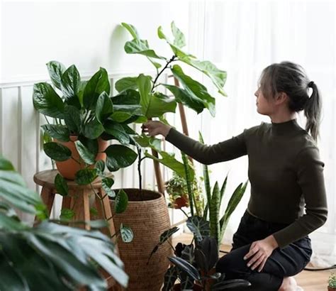 Ultimate Care Guide for Swiss Cheese Monstera Plant Indoors