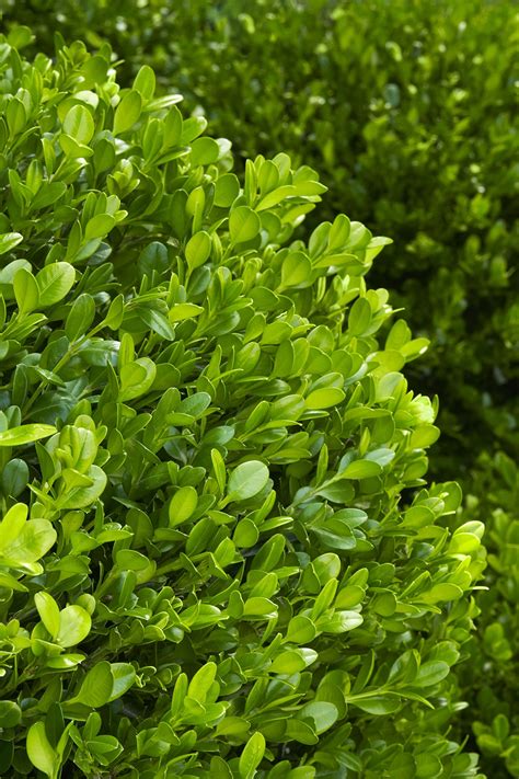 Winter Gem Boxwood, Buxus microphylla var. japonica 'Winter Gem'