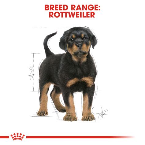 Rottweiler Puppy | Royal Canin IN