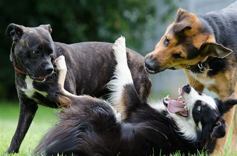 Group Of Dogs Playing