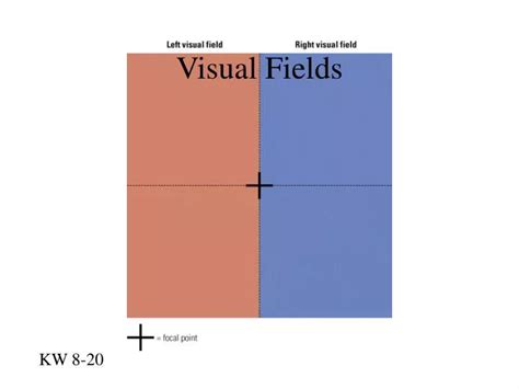 Image result for Check Visual Fields