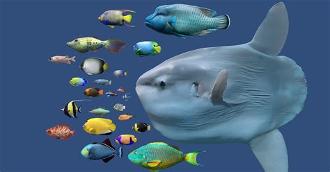 Image result for Unity Fish Code