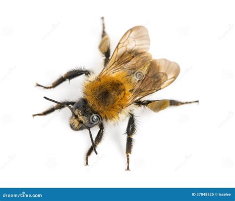 View from Up High of a European Honey Bee, Apis Mellifera Stock Image ...