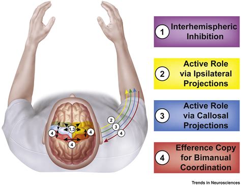 The Cortical Physiology of Ipsilateral Limb Movements: Trends in ...