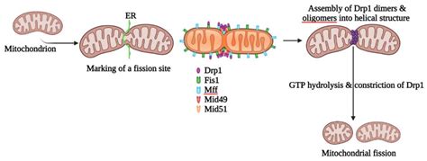 The Drp1-Mediated Mitochondrial Fission Protein Interactome as an ...