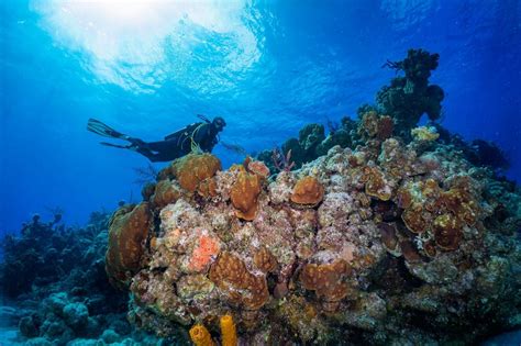 Scuba Diving In The Bahamas: What To Expect