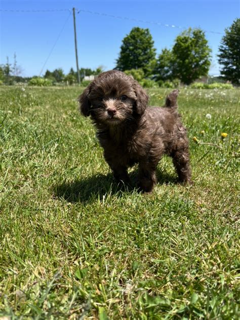 Image result for Lina Mini Cockapoo