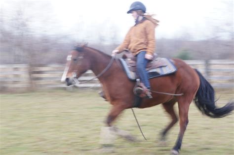 Reining Collection 的图像结果