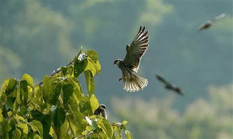 Young Techies Design Software To Record Wildlife Crimes in Kerala