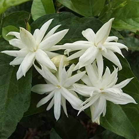 Hug A Plant | Pichi Poo (Jasminum angustifolium) Flowering/Ornamental ...