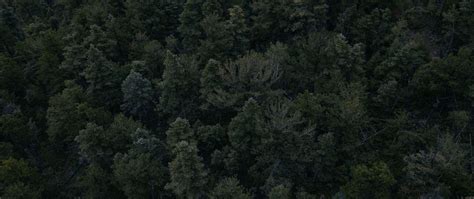 Download wallpaper 2560x1080 forest, trees, dark, top view dual wide ...