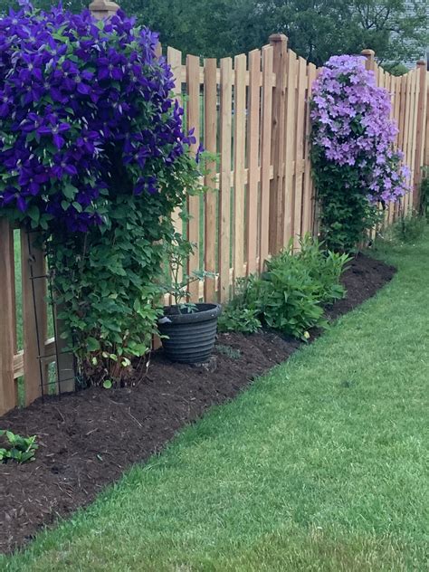 Clematis | Front yard garden design, Garden yard ideas, Backyard ...
