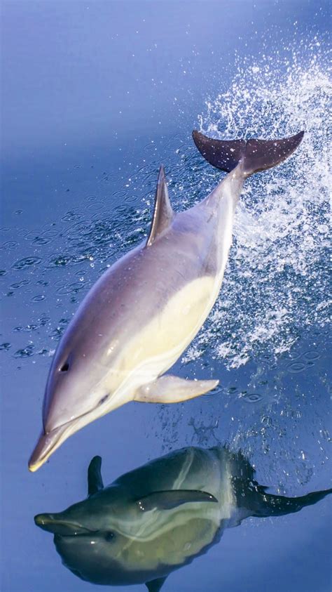 Image result for Dolphin iOS/iPhone