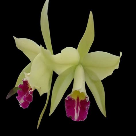 Cattleya Orchid Plant Rlc. Greenwich 'Emhurst' Mature - Ready To Flowe