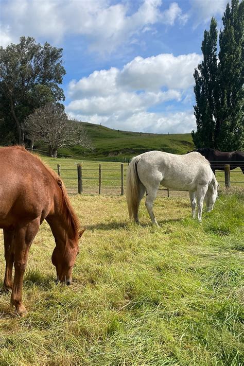See All options — Makino Horse Grazing- Feilding, Manawatu