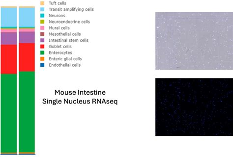 Image result for Python Cell