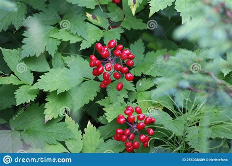 Characteristic Red Berries of the Gaspesie National Park, Canada Stock ...