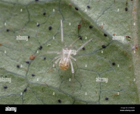 Comb-footed Spiders (Theridiidae Stock Photo - Alamy