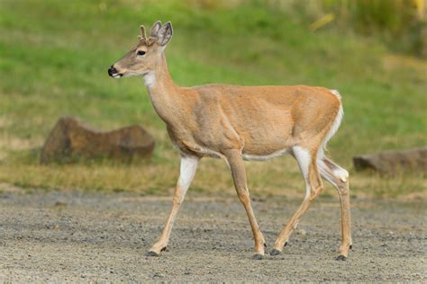 Female White Tailed Deer With Antlers