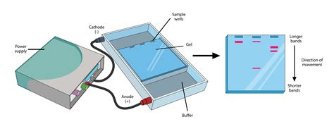 Polymerase Chain Reaction (PCR), gel electrophoresis and their ...