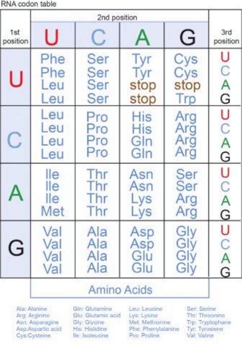 Codon Table 的图像结果