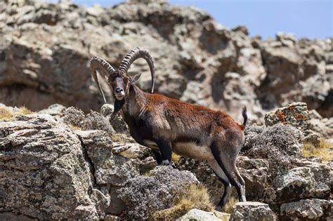 Image result for Ibex Module Video Live