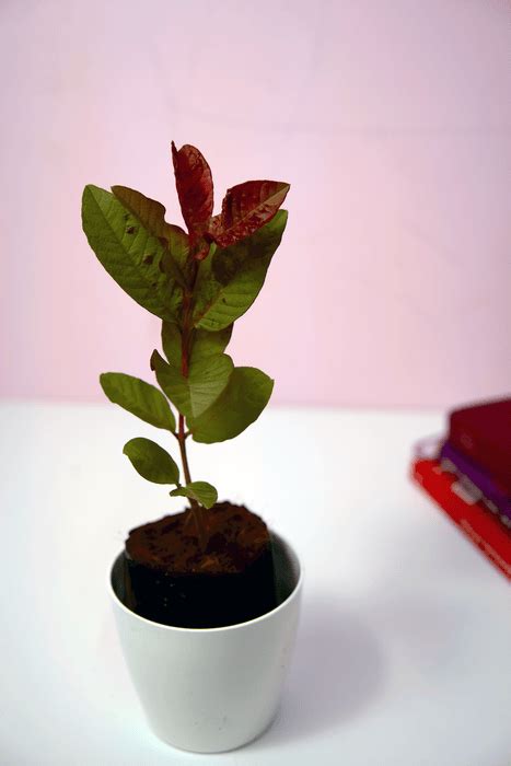 Red Guava Plant — Latha Nursery