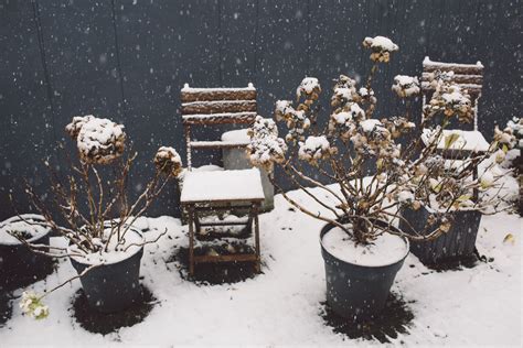 How to Protect Potted Plants in Winter