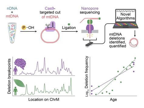 Image result for Cell Sorting Graphical Abstract