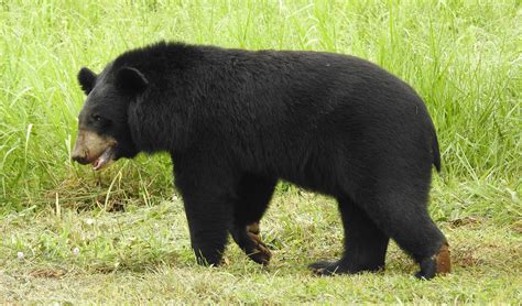 Asian black bear facts, distribution & population | BioDB