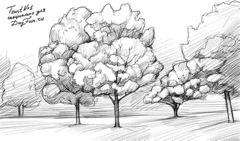 Image result for Maple Tree Sapling Drawing