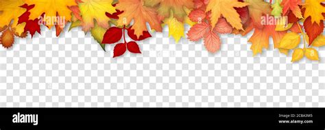Autumn frame with colorful leaves on transparent background. Vector ...