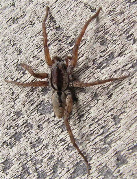 Wolf Spider - Araignées à Sutton Massachusetts | Digital Travel