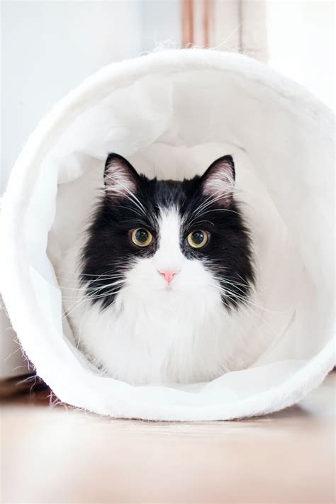 Meet Our Team - Lake Geneva Animal Hospital, Veterinarian in Lake ...