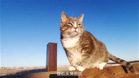 大师解梦——梦见猫 - YouTube