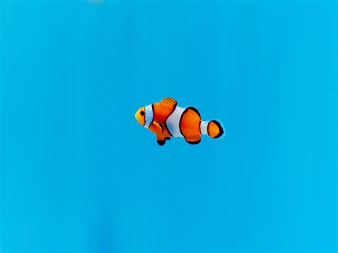 Image result for Beta