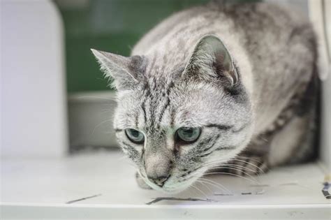 Chantilly Veterinary | Nova Pets | Animal Hospital in Northern VA