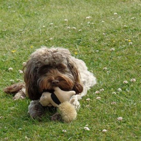 Image result for Toy Cockapoo Adult