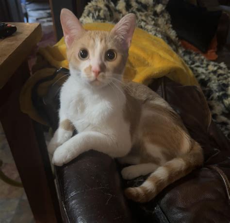 Barbara is my little Alien : r/catsarealiens