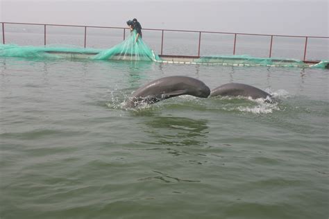 Rare “Yangtze Mermaids” released in nature reserve | WWF
