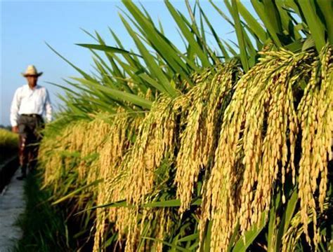 中国的一亩水稻，产量有多少斤？和美国比，亩产差距有多大？