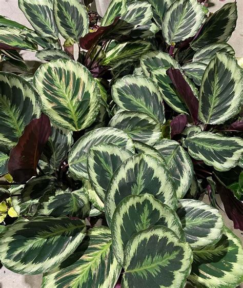 Calathea Veitchiana “Medallion” - Gippsland Indoor Plants
