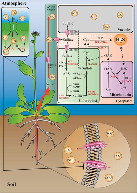 硫化氢在植物适应非生物胁迫中的生理功能及作用机制 学术资讯 - 科技工作者之家